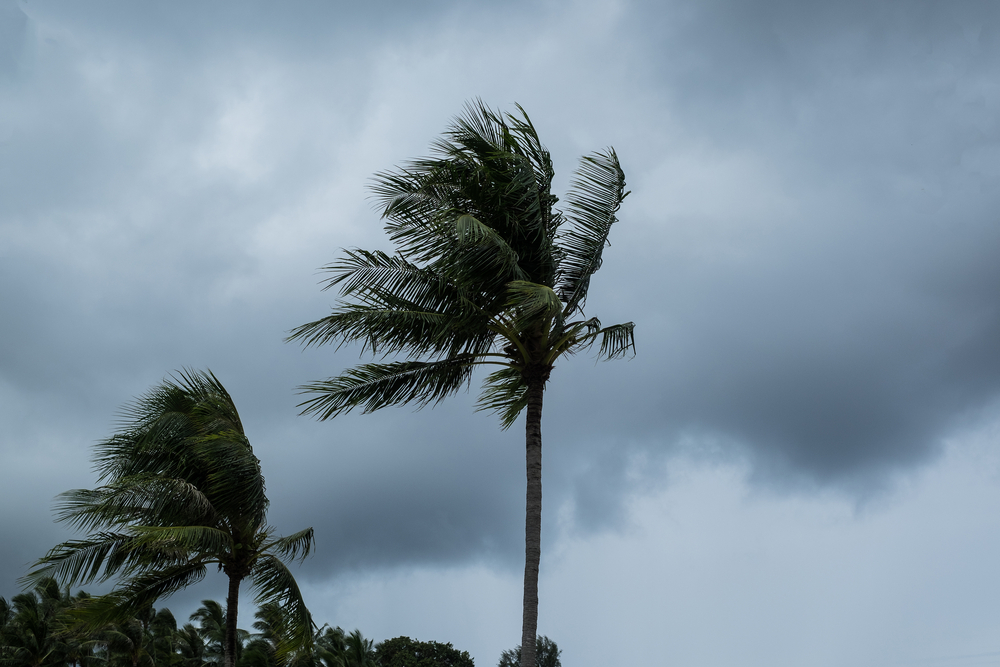 Hurricane Season 2020: How to Weather the Storm